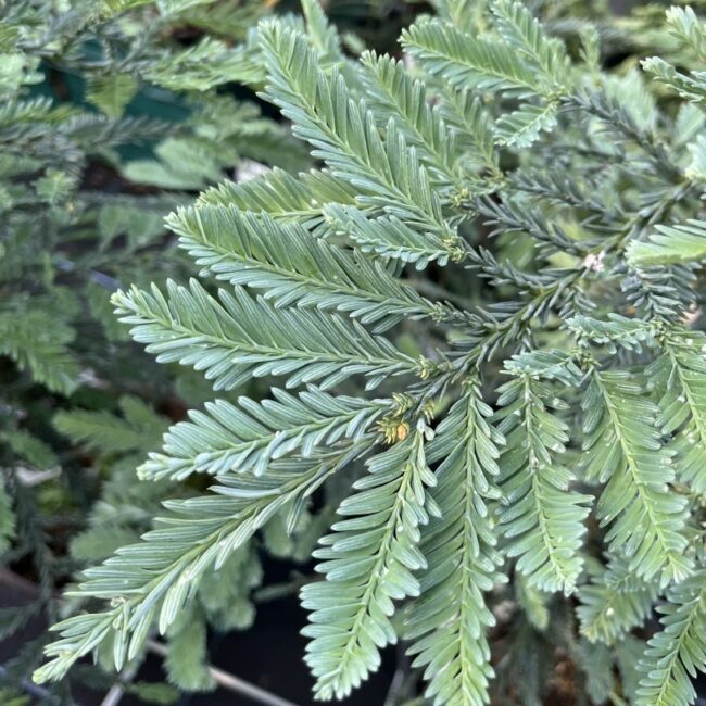 Sequoia sempervirens - Coast Redwood 'Steel Blue' 60/80cm
