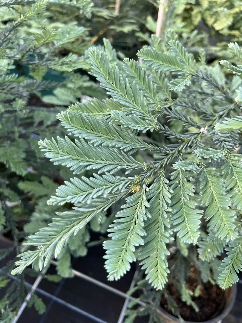 Sequoia sempervirens - Coast Redwood 'Steel Blue' 60/80cm