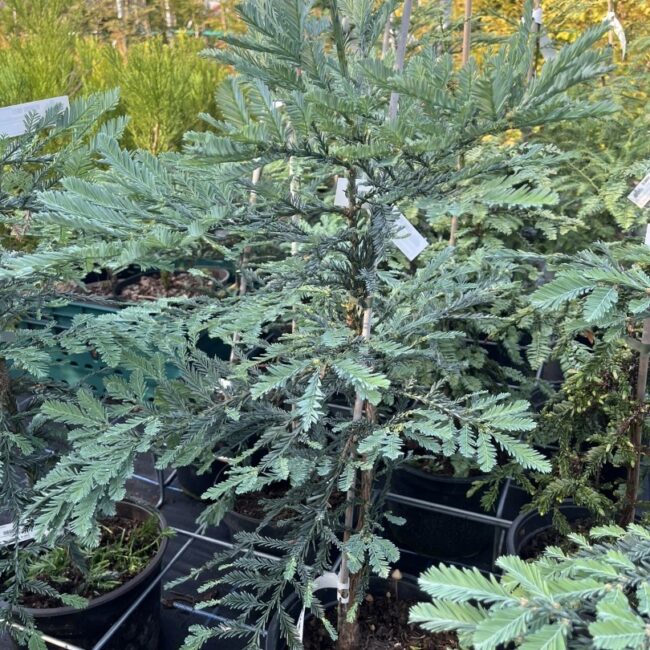 Sequoia sempervirens - Coast Redwood 'Steel Blue' 60/80cm