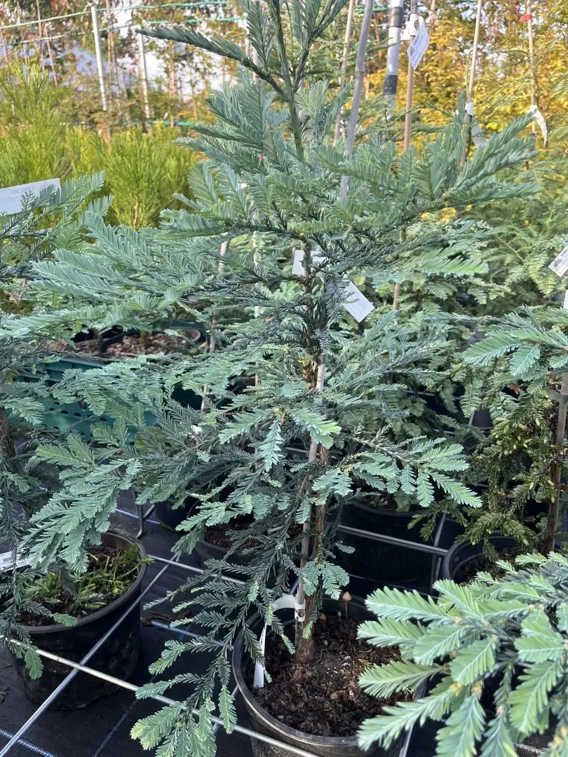 Sequoia sempervirens - Coast Redwood 'Steel Blue' 60/80cm