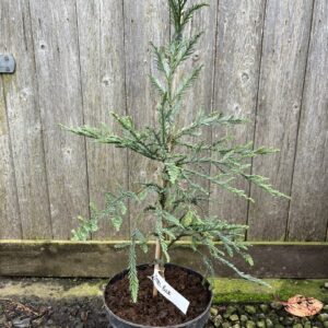 Sequoia sempervirens Coast Redwood 'Steel Blue' 60/80cm (5L)