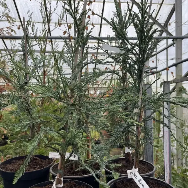 Sequoia sempervirens Coast Redwood 'Steel Blue' 60/80cm (5L)