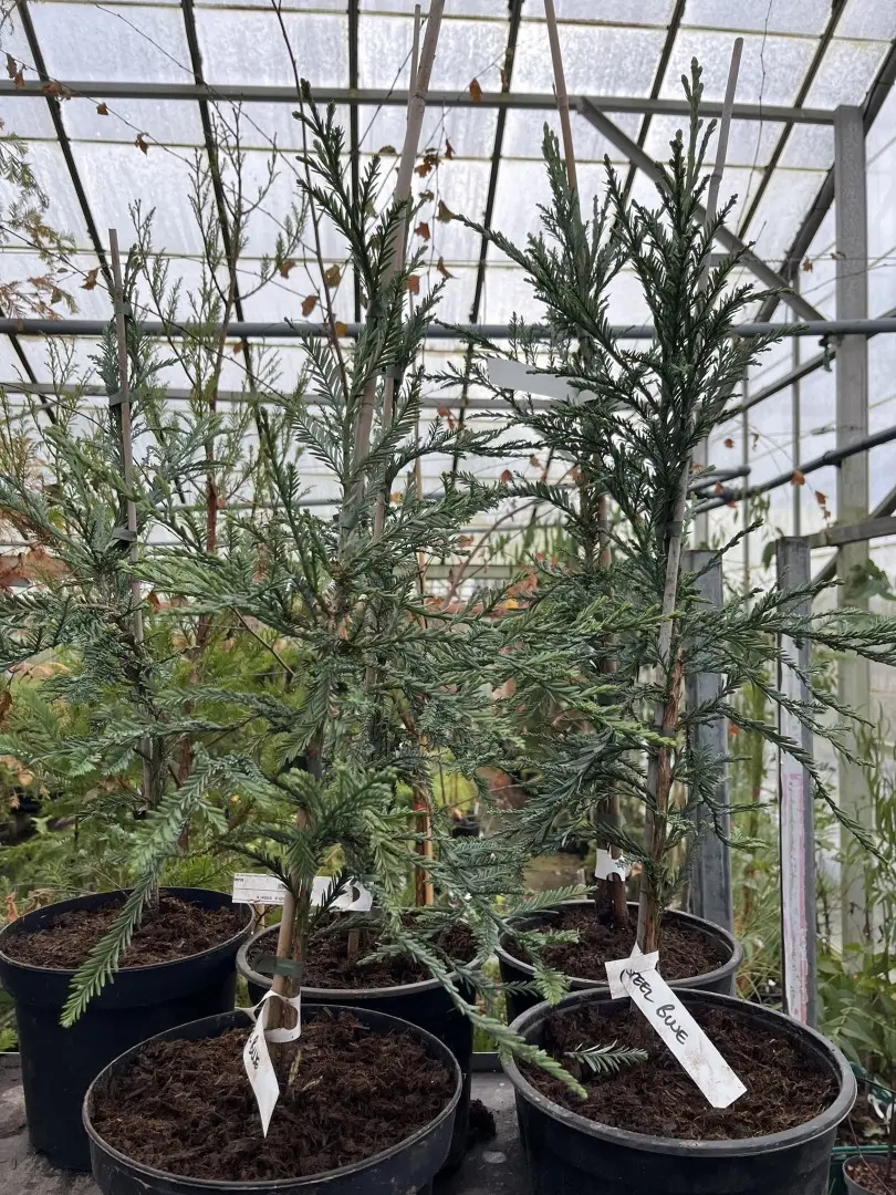 Sequoia sempervirens Coast Redwood 'Steel Blue' 60/80cm (5L)