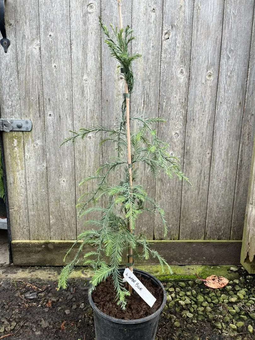 Sequoia sempervirens Coast Redwood 'Winter Blue'