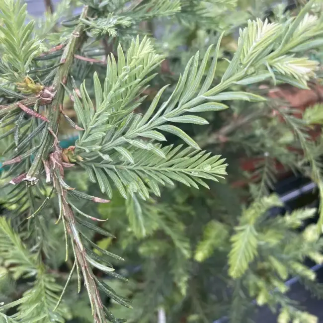 Sequoia sempervirens Coast Redwood 'Winter Blue'