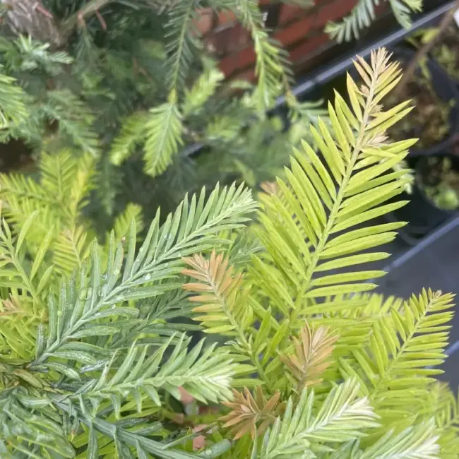 Sequoia sempervirens Coast Redwood 'Winter Blue' foliage compared to the species tree