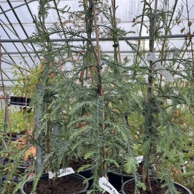 Sequoia sempervirens Coast Redwood 'Winter Blue'