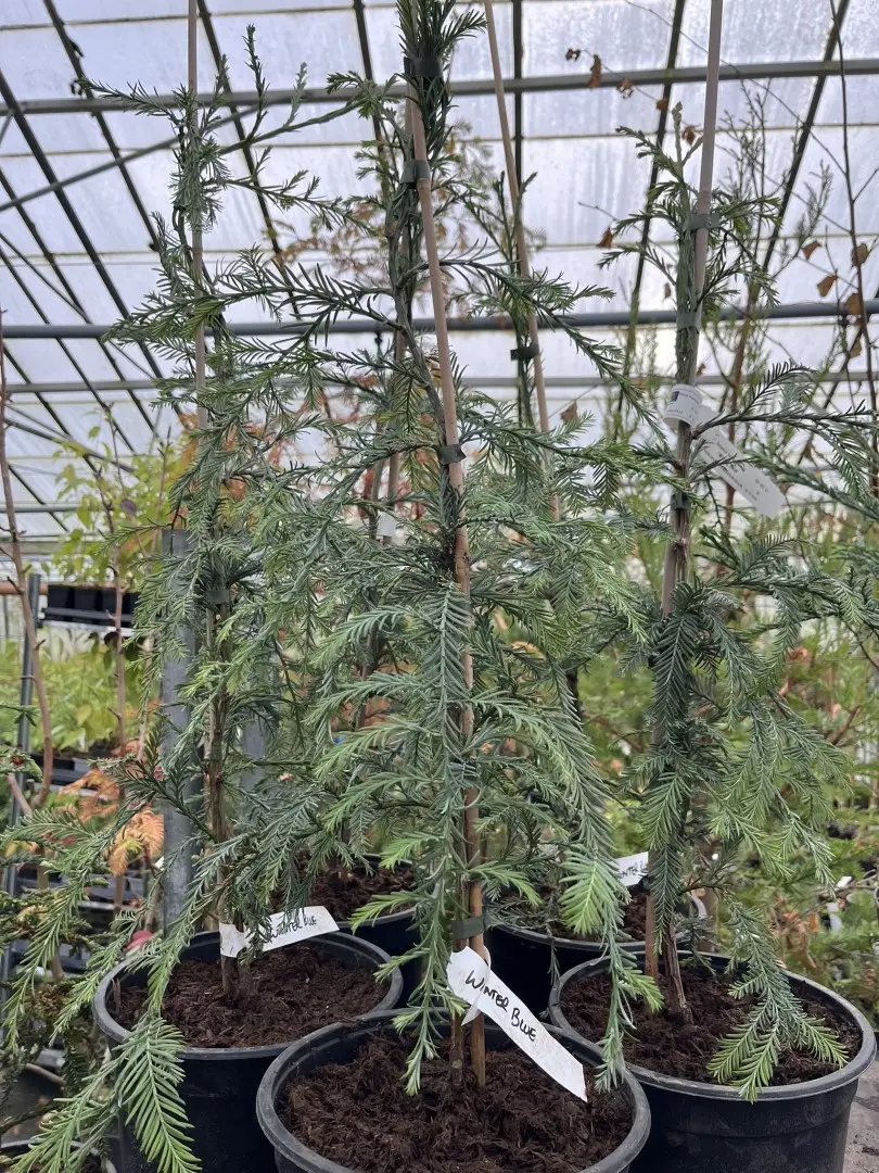 Sequoia sempervirens Coast Redwood 'Winter Blue'