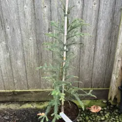 Sequoia sempervirens Coast Redwood 'Xeno' 6080cm (5L)