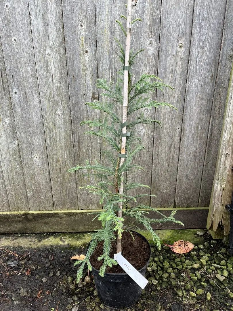 Sequoia sempervirens Coast Redwood 'Xeno' 6080cm (5L)