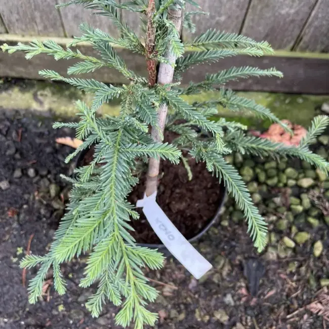 Sequoia sempervirens Coast Redwood 'Xeno' 6080cm (5L)