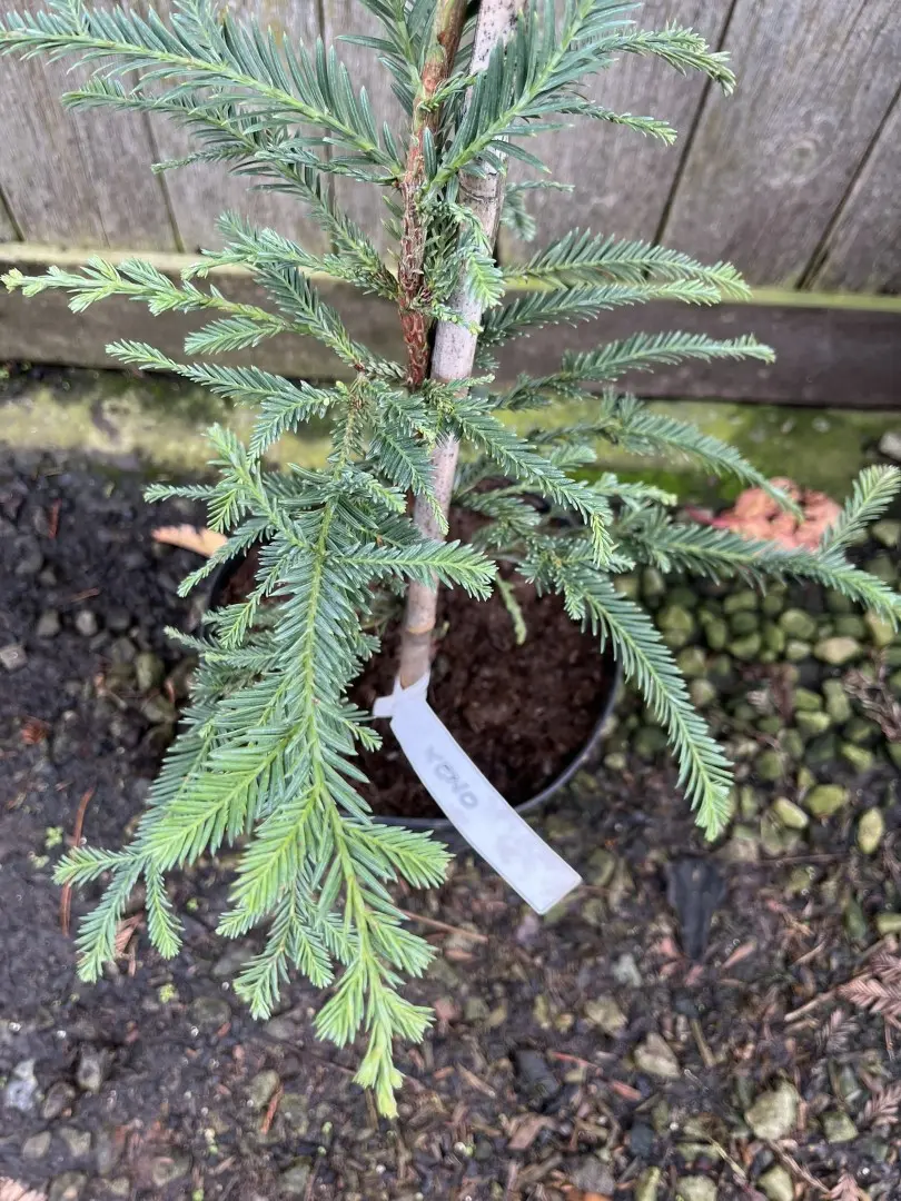 Sequoia sempervirens Coast Redwood 'Xeno' 6080cm (5L)