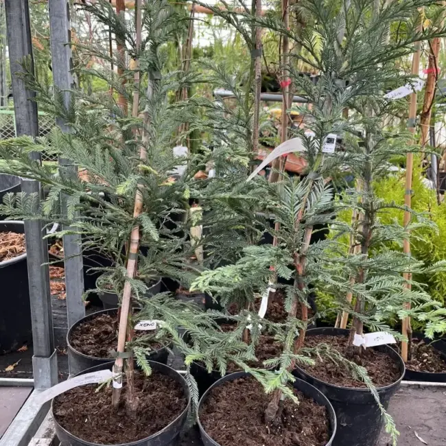 Sequoia sempervirens Coast Redwood 'Xeno' 6080cm (5L)