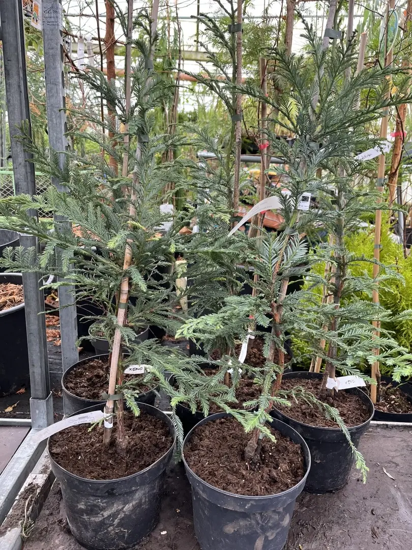 Sequoia sempervirens Coast Redwood 'Xeno' 6080cm (5L)