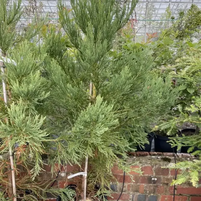 Sequoiadendron giganteum Giant Redwood 100/150cm (10L)