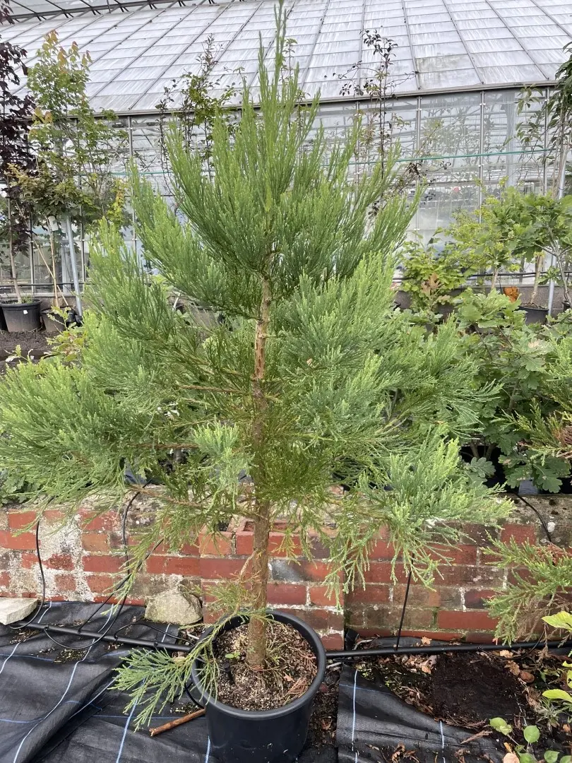 Sequoiadendron giganteum Giant Redwood 100/150cm (10L)