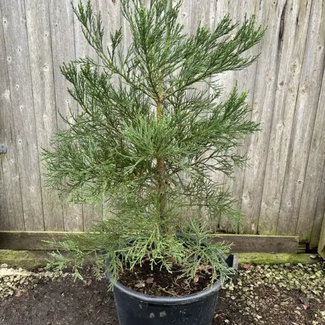 Mature Giant Redwood 150/175cm (45L)