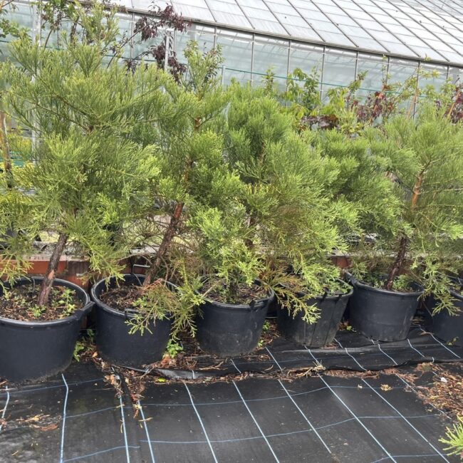 Sequoiadendron giganteum Giant Redwood 45L Pot