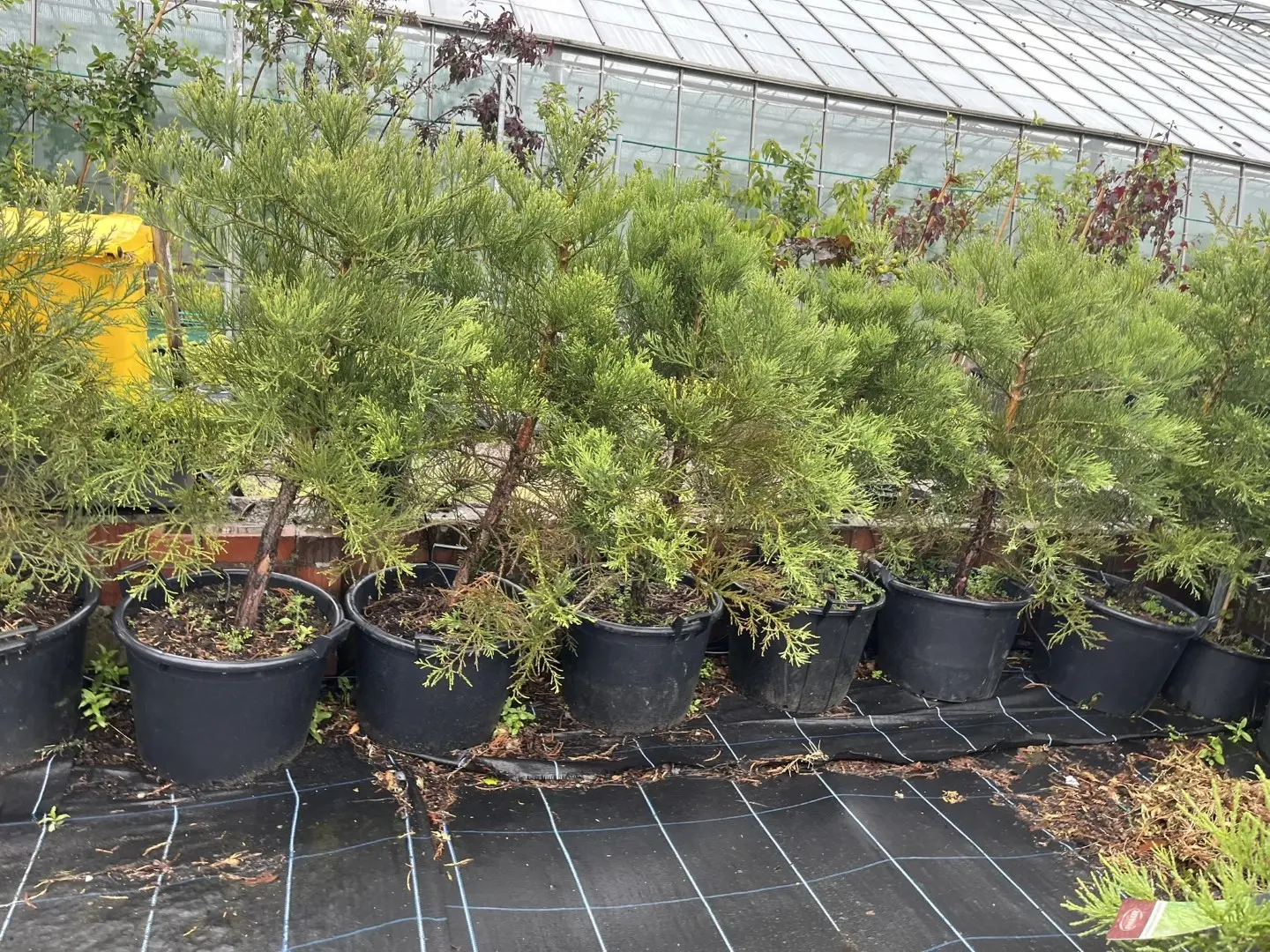 Sequoiadendron giganteum Giant Redwood 45L Pot