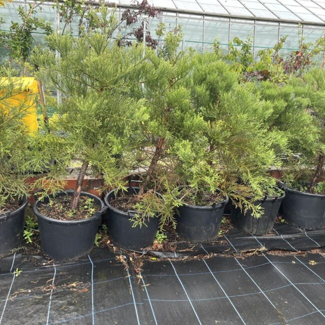 Sequoiadendron giganteum Giant Redwood 45L Pot