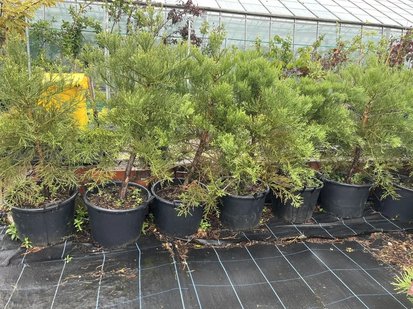 Sequoiadendron giganteum Giant Redwood 45L Pot
