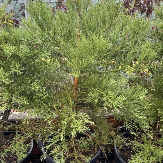 Sequoiadendron giganteum Giant Redwood 45L Pot