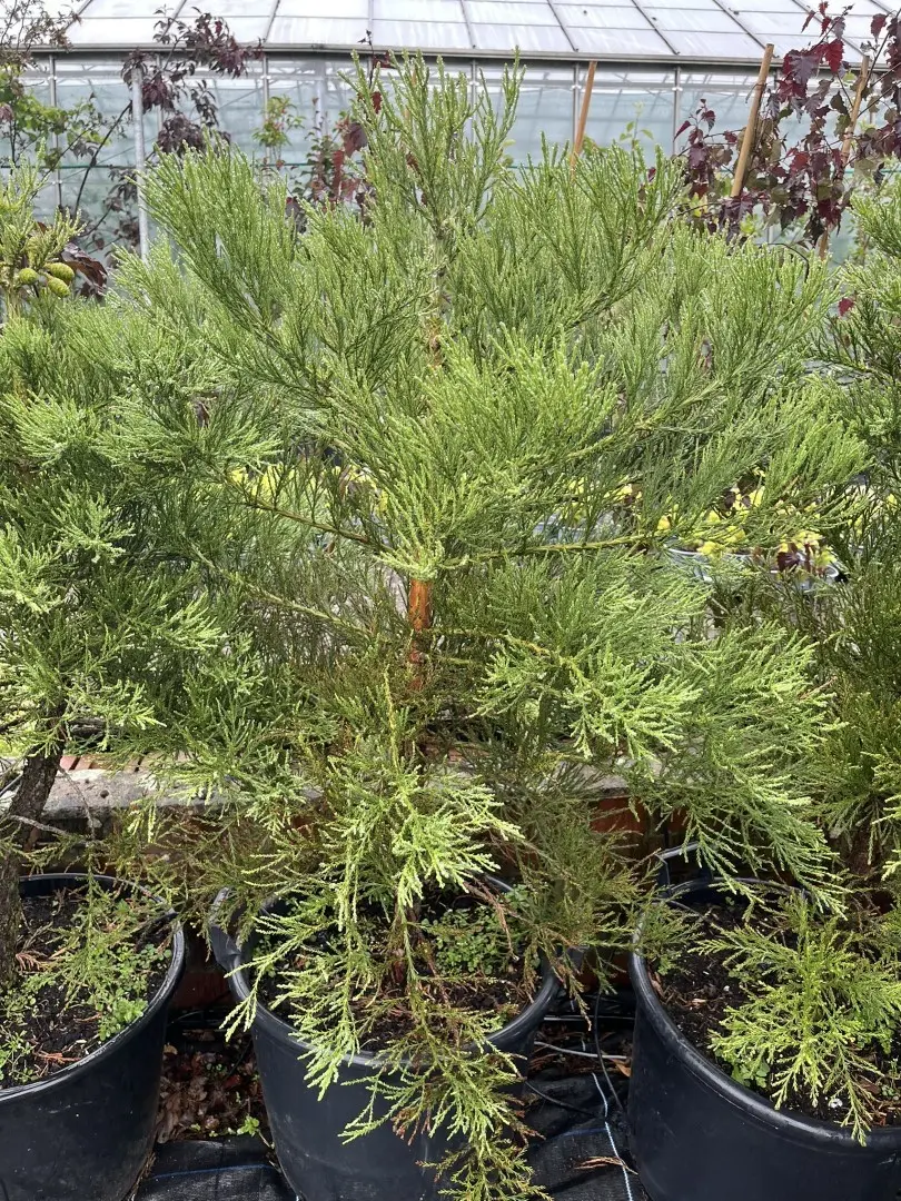 Sequoiadendron giganteum Giant Redwood 45L Pot