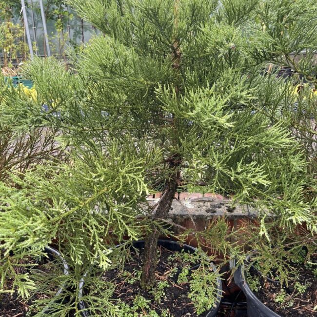 Sequoiadendron giganteum Giant Redwood 45L Pot