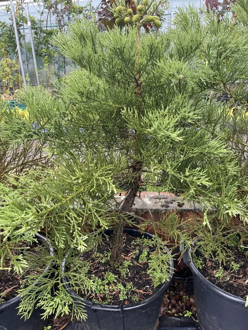 Sequoiadendron giganteum Giant Redwood 45L Pot