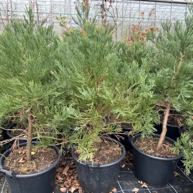 Mature Giant Redwood 150/175cm (45L) - Image 2