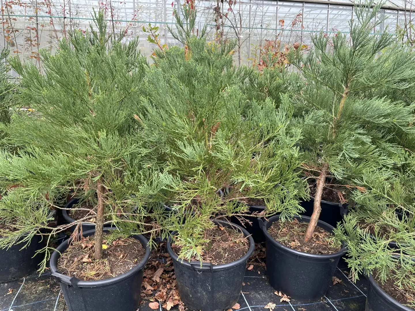Mature Giant Redwood 150/175cm (45L) - Image 2