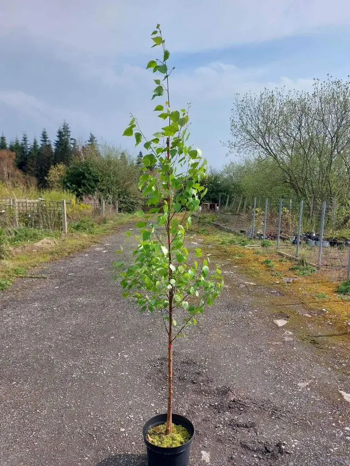 Silver Birch Tree 200/250cm (10L)