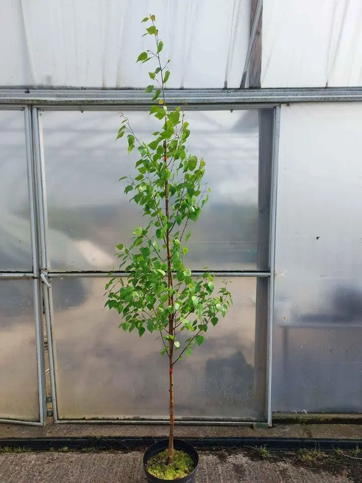 Silver Birch Tree 200/250cm (10L) - Image 2