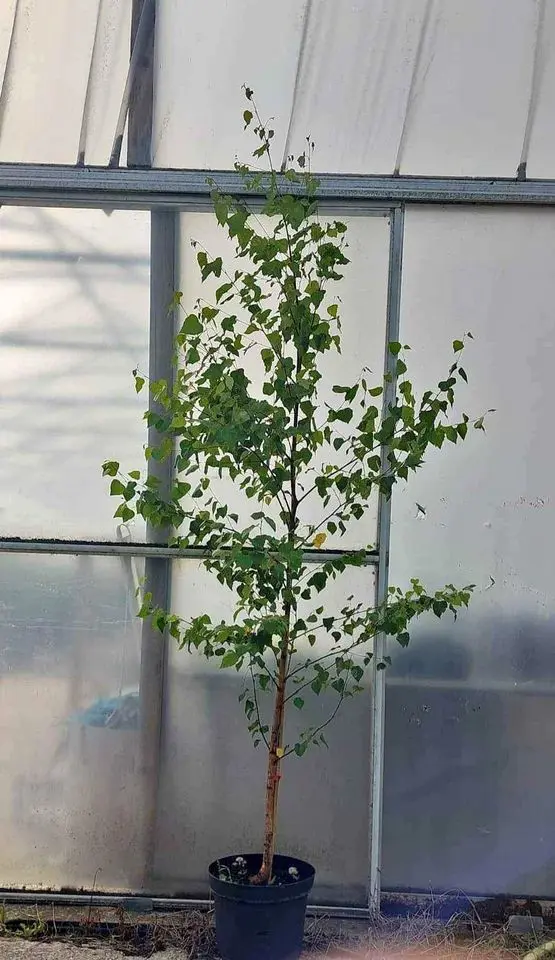 Silver Birch Tree 200/250cm (10L) - Image 3