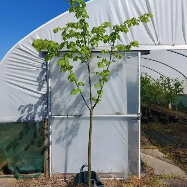 Small Leaved Lime 350/400cm (45L)
