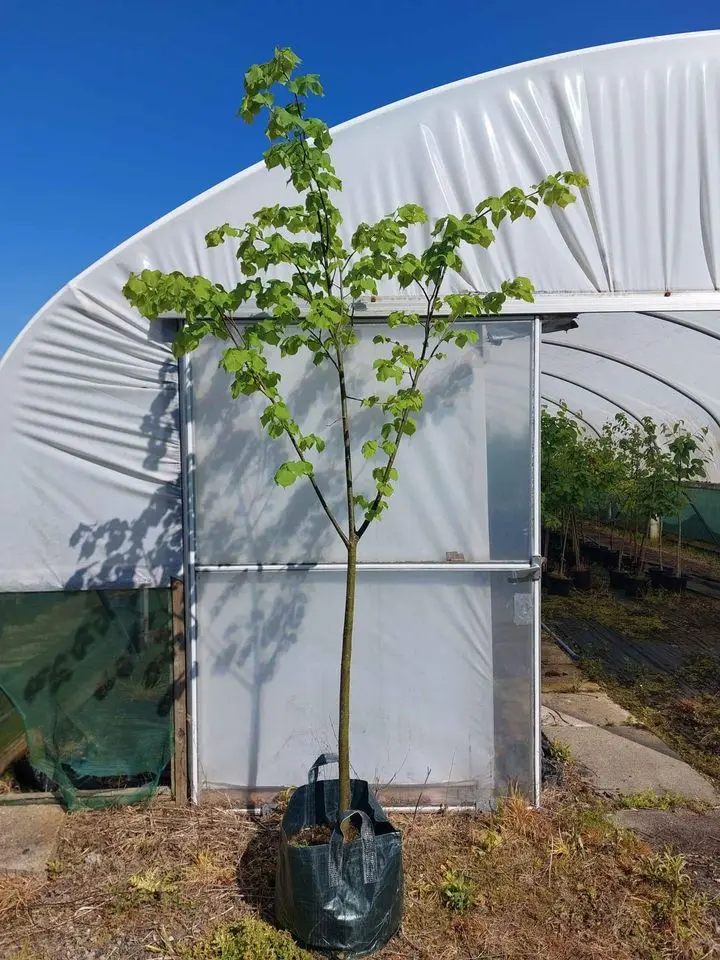 Small Leaved Lime 300/350cm (25L)