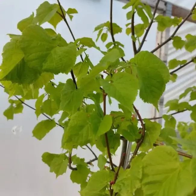 Small Leaved Lime 350/400cm (45L) - Image 3