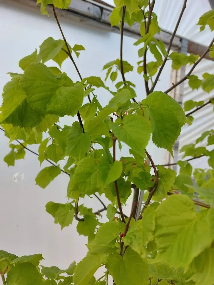 Small Leaved Lime 300/350cm (25L) - Image 3