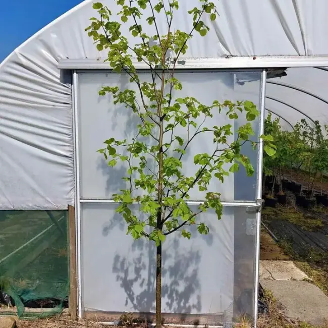 Small Leaved Lime 350/400cm (45L) - Image 2