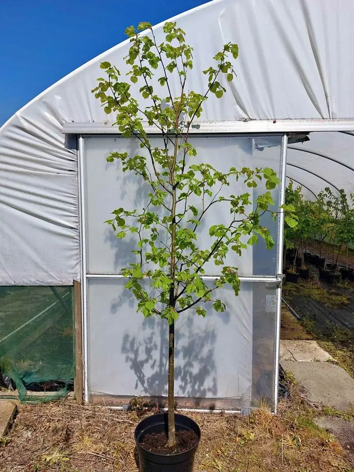 Small Leaved Lime 300/350cm (25L) - Image 2