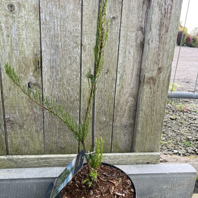 Swamp Cypress 'Nutans' 40/60cm (3L)