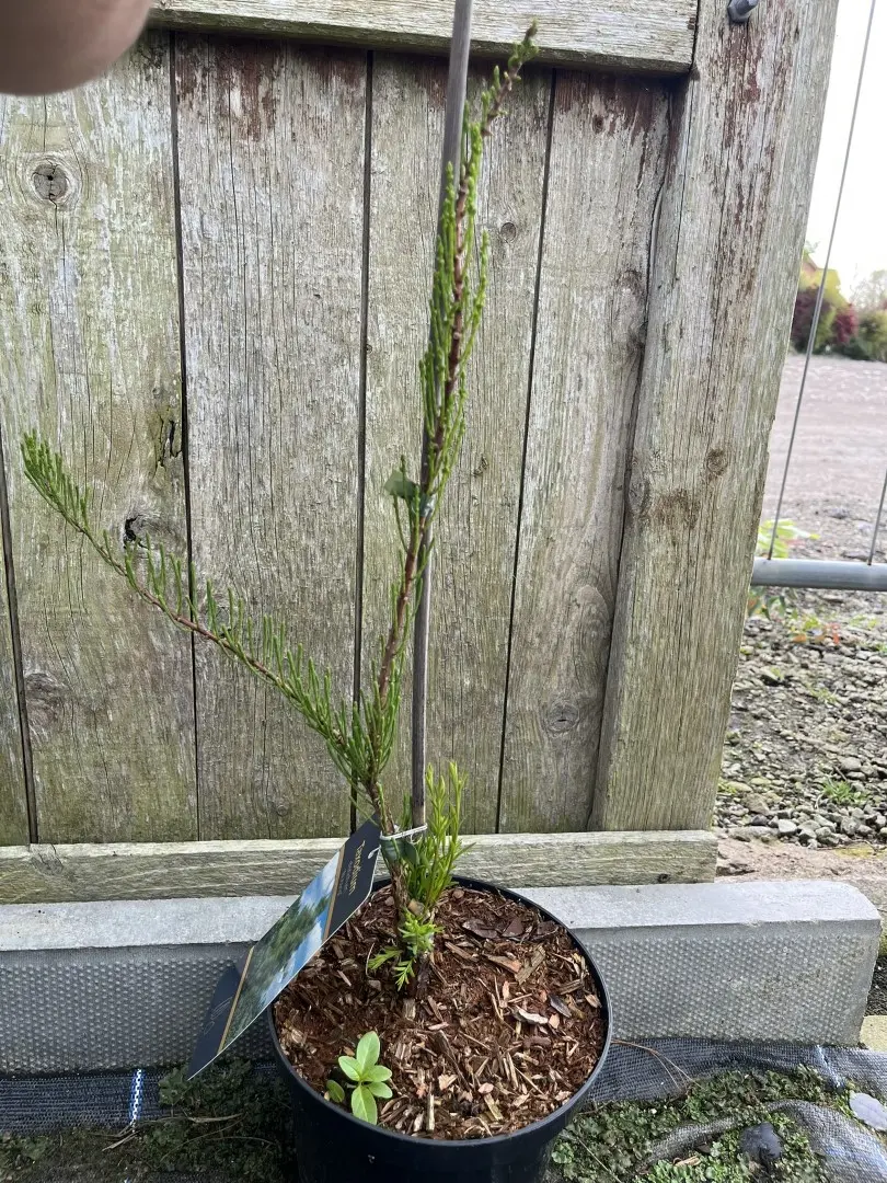 Swamp Cypress 'Nutans' 40/60cm (3L)