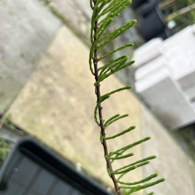 Swamp Cypress 'Nutans' 40/60cm (3L)