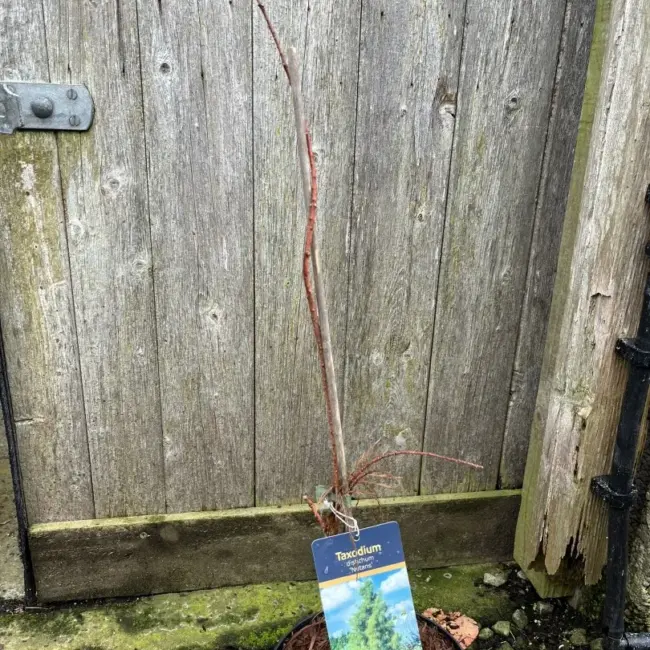 Swamp Cypress 'Nutans' 40/60cm (3L) - Image 4