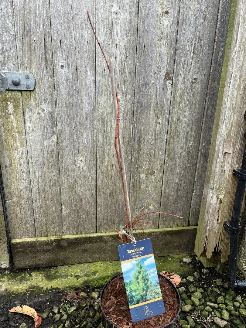 Swamp Cypress 'Nutans' 40/60cm (3L) - Image 7