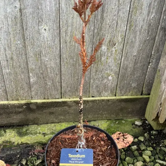 Swamp Cypress 'Pévé Minaret' 20/40cm (3L) - Image 3