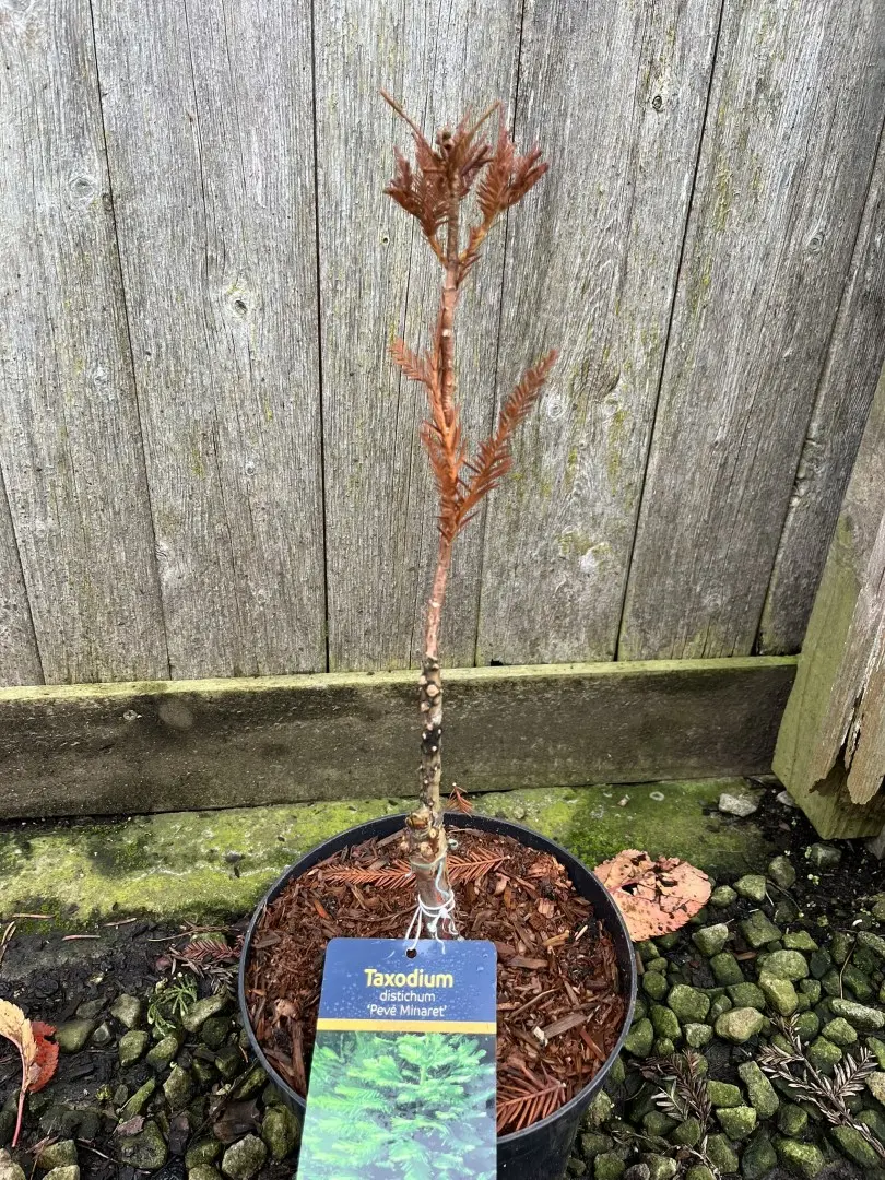 Swamp Cypress 'Pévé Minaret' 20/40cm (3L) - Image 2