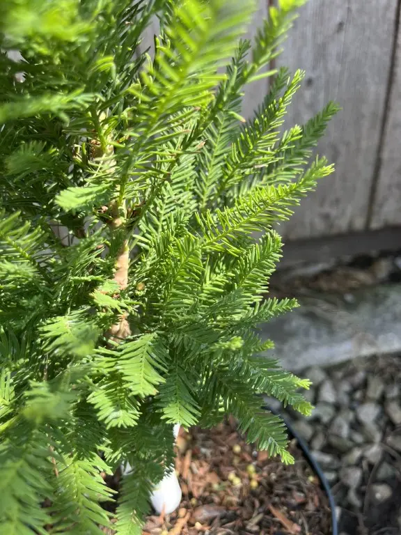 Swamp Cypress 'Pevé Minaret' 20/40cm (2L) - Image 4