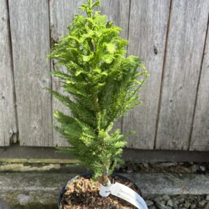 Swamp Cypress 'Pévé Minaret' - Taxodium distichum