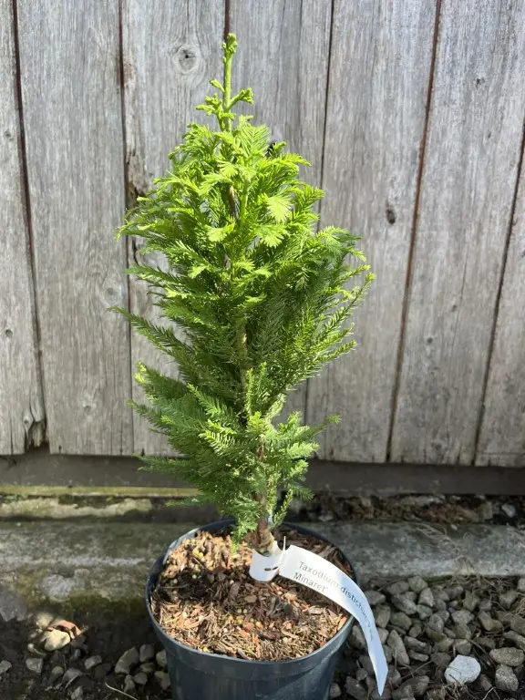 Swamp Cypress 'Pévé Minaret' - Taxodium distichum